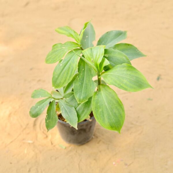 Insulin Organic In 6 Inch Nursery Pot-haryali.co.in