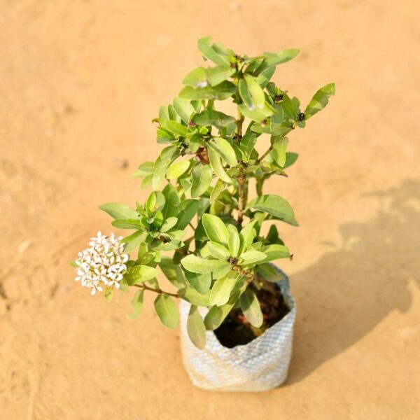 Ixora Dwarf Any Color In 4 Inch Nursery Bag-haryali.co.in