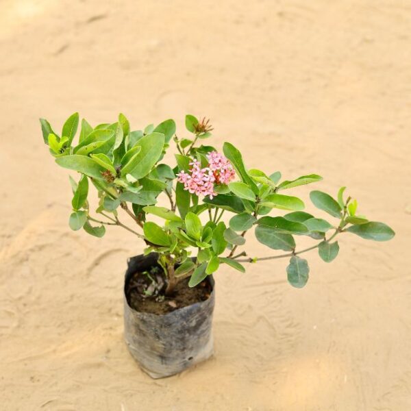 Ixora Pink In 7 Inch Nursery Bag | haryali.co.in