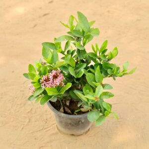 Ixora Pink In 8 Inch Nursery Pot | haryali.co.in