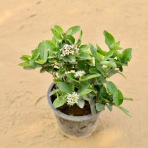 Ixora White In 8 Inch Nursery Pot | haryali.co.in