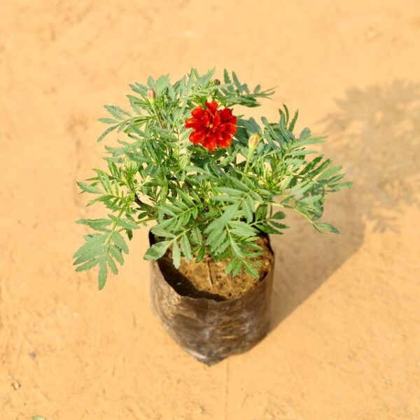 Jafri Red In 4 Inch Nursery Pot-haryali.co.in