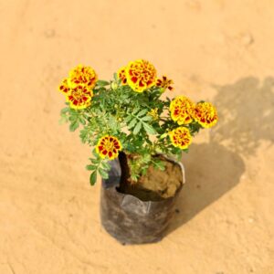 Jafri Red Yellow In 4 Inch Nursery Pot