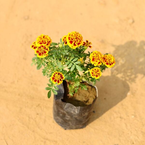 Jafri Red Yellow In 4 Inch Nursery Pot