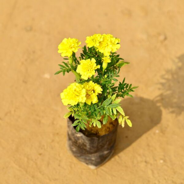 Jafri Yellow In 4 Inch Nursery Pot -haryali.co.in