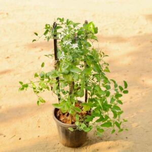 Jasmine Jui Flower Bel Plant In 8 Inch Nursery Pot haryali.co.in