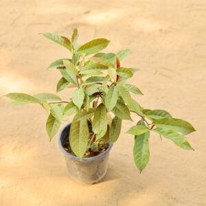 Laila Majnu Excoecaria Plant In 6 Inch Nursery Pot-haryali.co.in