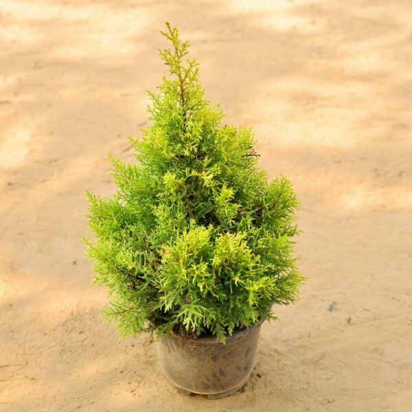 Lemon Golden Cypress In 10 Inch Nursery Pot-haryali.co.in