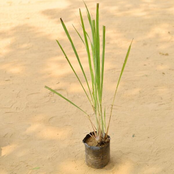 Lemongrass Plant In 7 Inch Nursery Bag-haryali.co.in