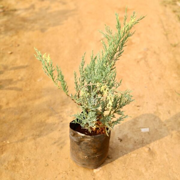 London Pine Variegated In 7 Inch Nursery Bag-haryali.co.in