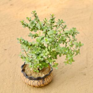 Luck Jade Plant In 6 Inch Ceramic Try Pot-haryali.co.in