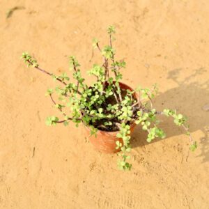 Luck Jade (Bonsai) Plant In 6 Inch `Nursery Pot