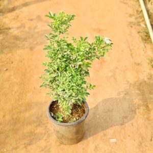 Madhu Kamini In 8 Inch Nursery Pot-haryali.co.in