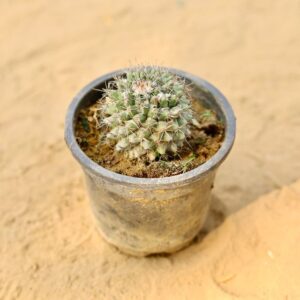 Mammillaria Parkinsonii Cactus Plants In 3 Inch Nursery Pot-haryali.co.in