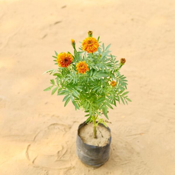 Marigold Ganda Orange In 4 Inch Nursery Bag-haryali.co.in