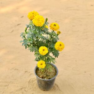 Marigold Ganda Orange In 6 Inch Nursery Pot-haryali.co.in