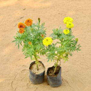 Marigold Ganda Orange & Yellow In 4 Inch Nursery Bag | haryali.co.in