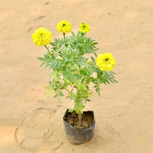 Marigold Ganda Yellow In 4 Inch Nursery Bag-haryali.co.in