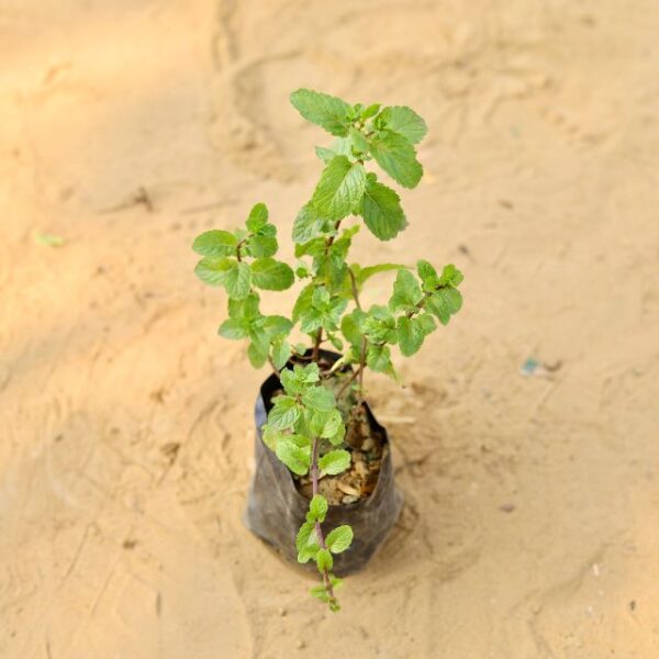 Mint Pudina In 4 Inch Nursery Bag-haryal.co.in