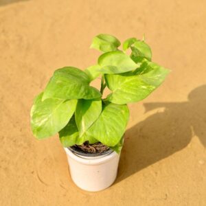 Money Plant Green In 4 Inch Ceramic Pot-haryali.co.in