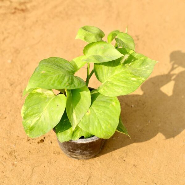 Money Plant In 4 Inch Nursery Pot-haryali.co.in