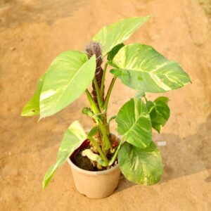 Money Plant In 8 Inch Nursery Pot-haryali.co.in