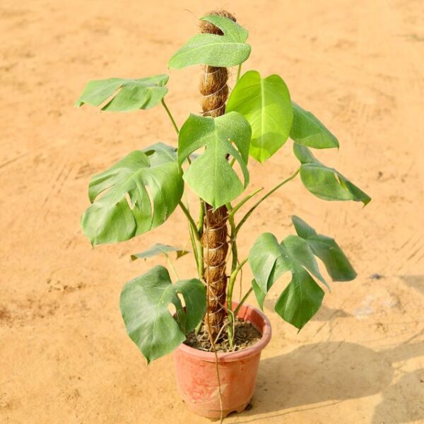 Monstera In 10 Inch Nursery Pot-haryali.co.in