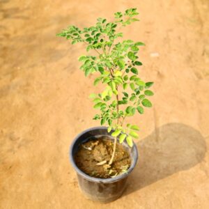 Moringa Plant In 8 Inch Nursery Pot-haryali.co.in