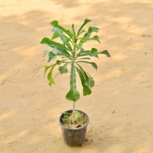 Naag Champa Plant In 6 Inch Nursery Pot-haryali.co.in