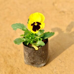 Pansy Any Colour In 4 Inch Nursery Pot-haryali.co.in