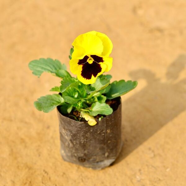 Pansy Any Colour In 4 Inch Nursery Pot-haryali.co.in