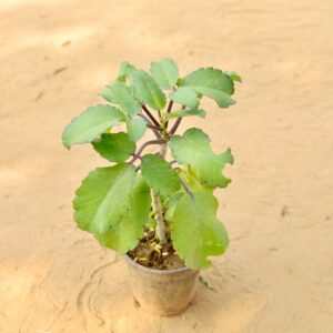 Pathar Chatta in 6 Inch Nursery Pot-hayali.co.in