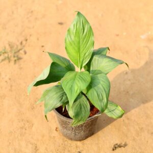 Peace Lily Plant In 8 Inch Nursery Pot haryali.co.in