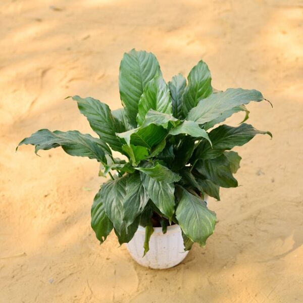 Peace Lily Plant In 8 Inch White Classic Pot-haryali.co.in