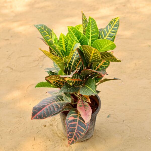 Petra Croton Plant In 8 Inch Nursery Pot-haryali.co.in