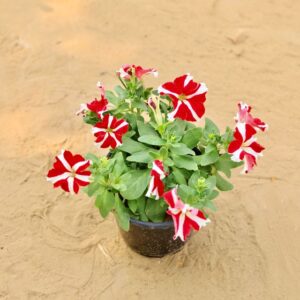 Petunia Any Colour In 7 Inch Hange Nursery Pot | haryali.co.in