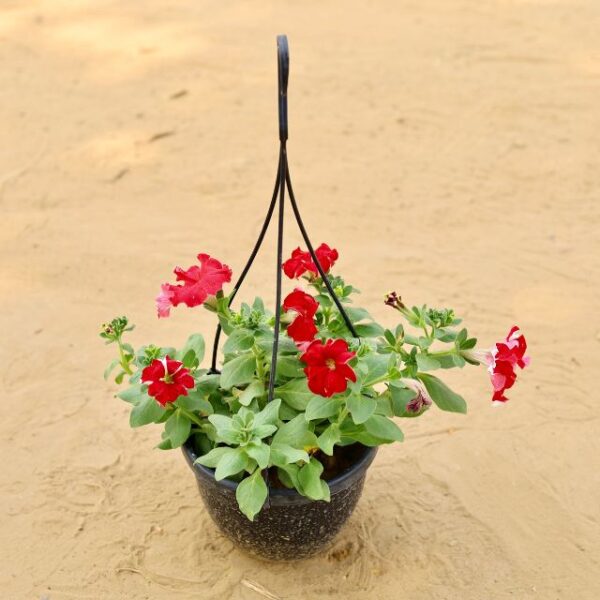 Petunia Any Colour In 8 Inch Hange Nursery Pot | haryali.co.in