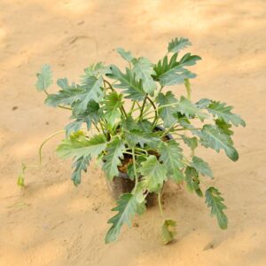 Philodendron Pnadu In 8 Inch Nursrery Pot-haryali.co.in