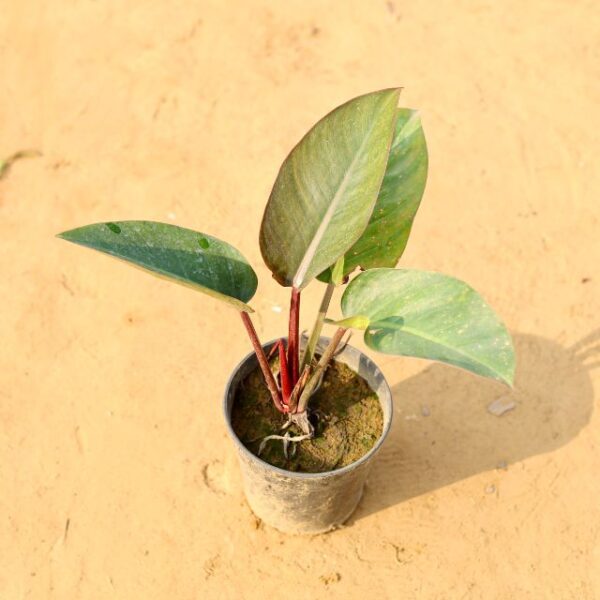 Philodendron Red In 6 Inch Nursery Pot