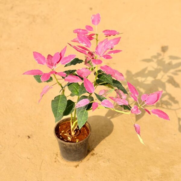 Poinsettia Pink In 6 Inch Nursery Pot