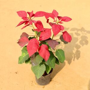 Poinsettia Red In 6 Inch Nursery Pot