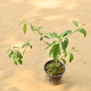 Ratki Rani In 6 Inch Nursery Pot-haryali.co.in