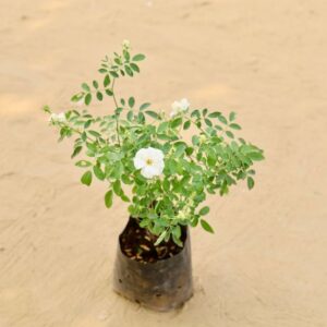 Rose White Plant In 7 inch Nursery Pot | haryali.co.in