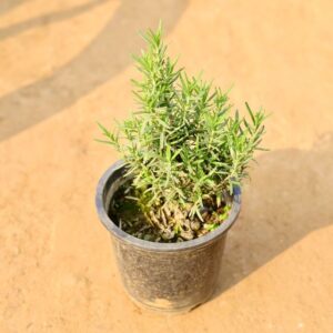 Rosemary Plants In 6 Inch Nursery Pot-haryali.co.in