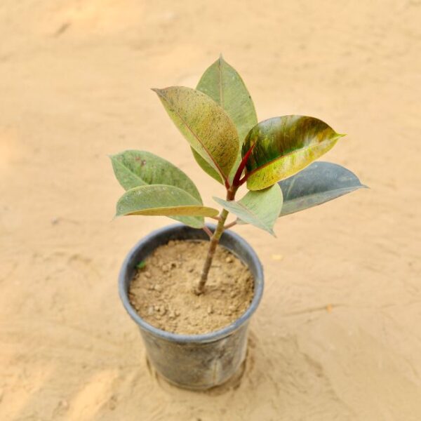 Rubber Plant Gold In 6 Inch Nursery Pot-haryali.co.in