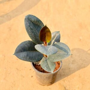 Rubber Plant In 6 Inch Nursery Pot -haryali.co.in