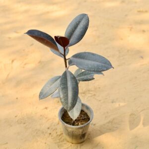 Rubber Plant In 6 Inch Nursery Pot-haryali.co.in