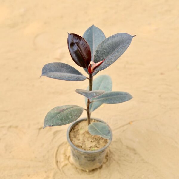 Rubber Plant Mini In 4 Inch Nursery Pot-haryali.co.in