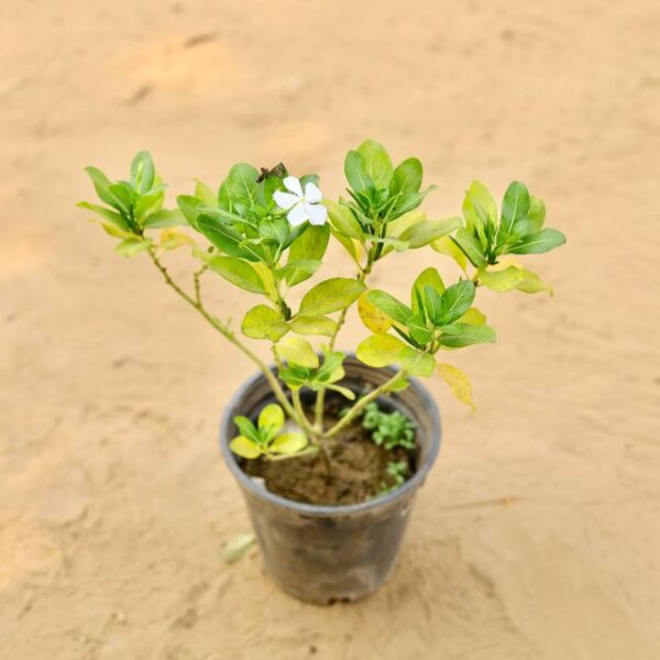 Sadabahar Vinca any Colour in 6 Inch Nursery Pot-haryali.co.in