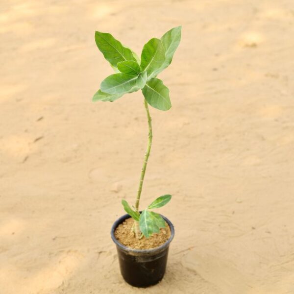 Safed Aak Plant In 6 inch Nursery Pot | haryali.co.in